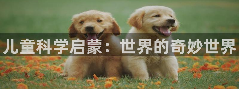 fh至尊品牌介绍